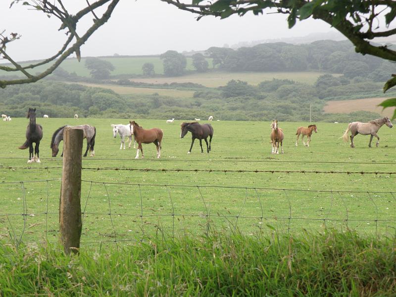 20100718c Walese paarden kijkdoortje.JPG